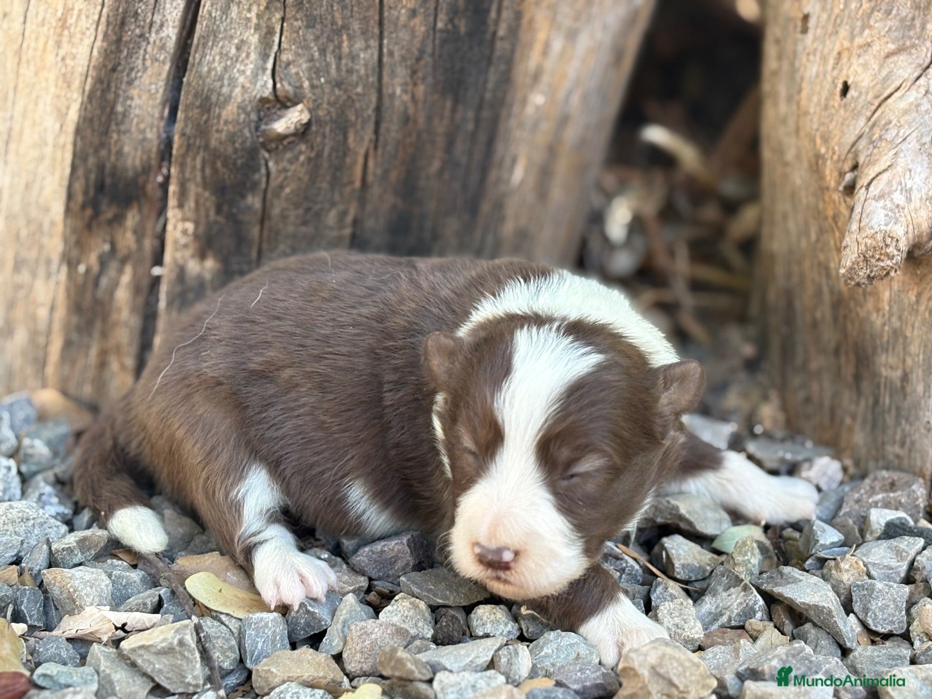 Border Collie perros 🐾🐾Border Collie con pedigree – 5 hembras🐾🐾 - Anuncio 5