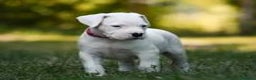Dogo Argentino perros en venta: DOGO ARGENTINO CACHORROS  - Anuncio 2