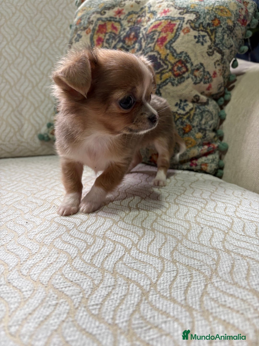 Chihuahua perros en venta: Chihuahua Toy hembra chocolate pelo largo  - Anuncio 16