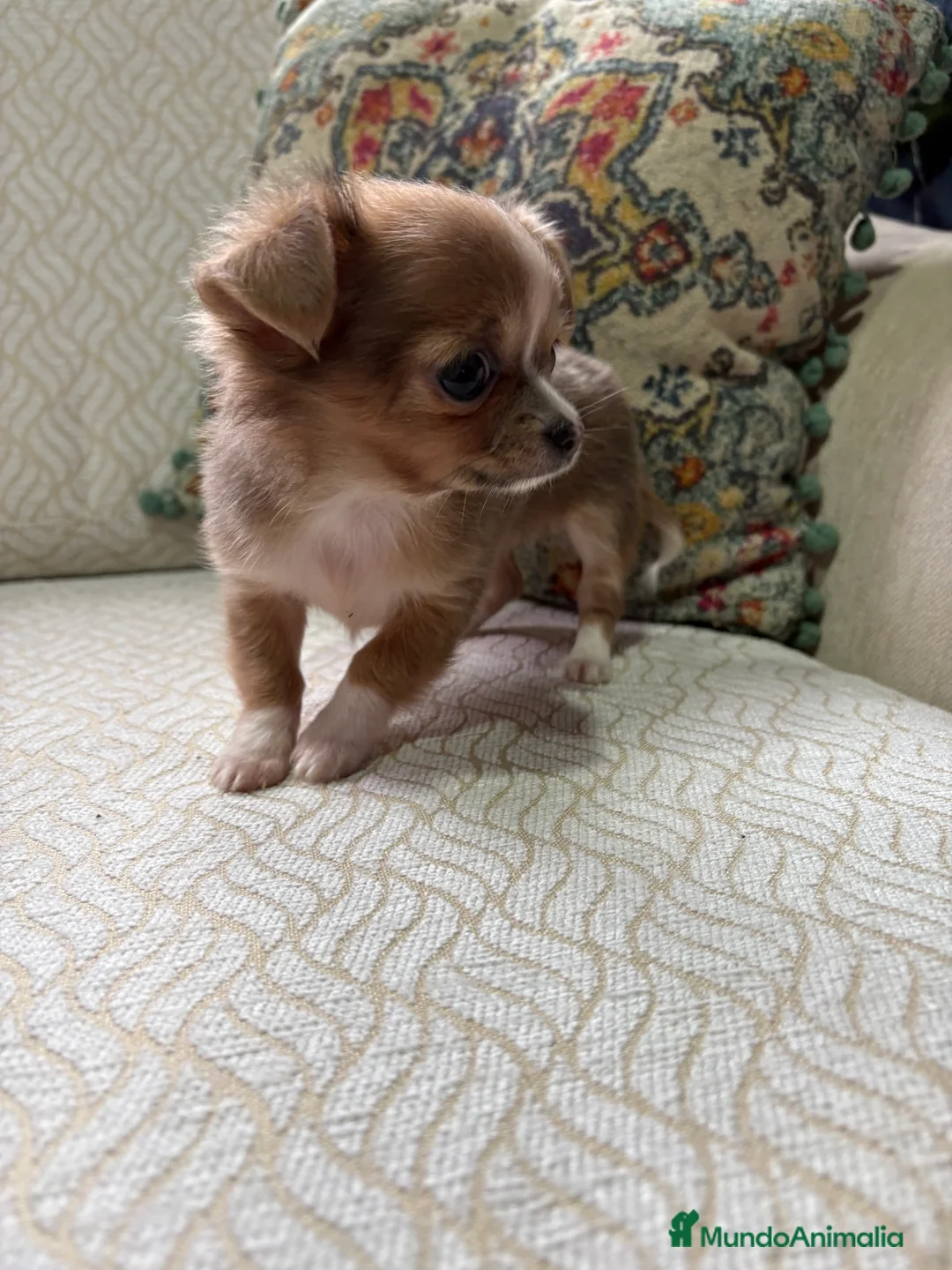 Chihuahua perros en venta: Chihuahua Toy hembra chocolate pelo largo  - Anuncio 16