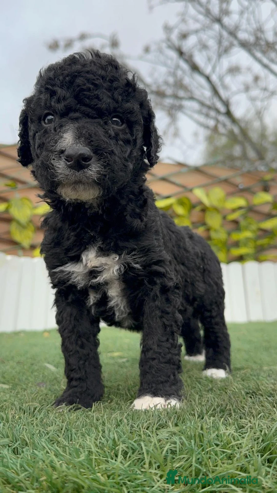 Perro de Agua Español perros en venta: PERRO DE AGUA ESPAÑOL HEMBRA - Anuncio 1