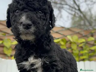 Perro de Agua Español perros PERRO DE AGUA ESPAÑOL HEMBRA - Anuncio 1