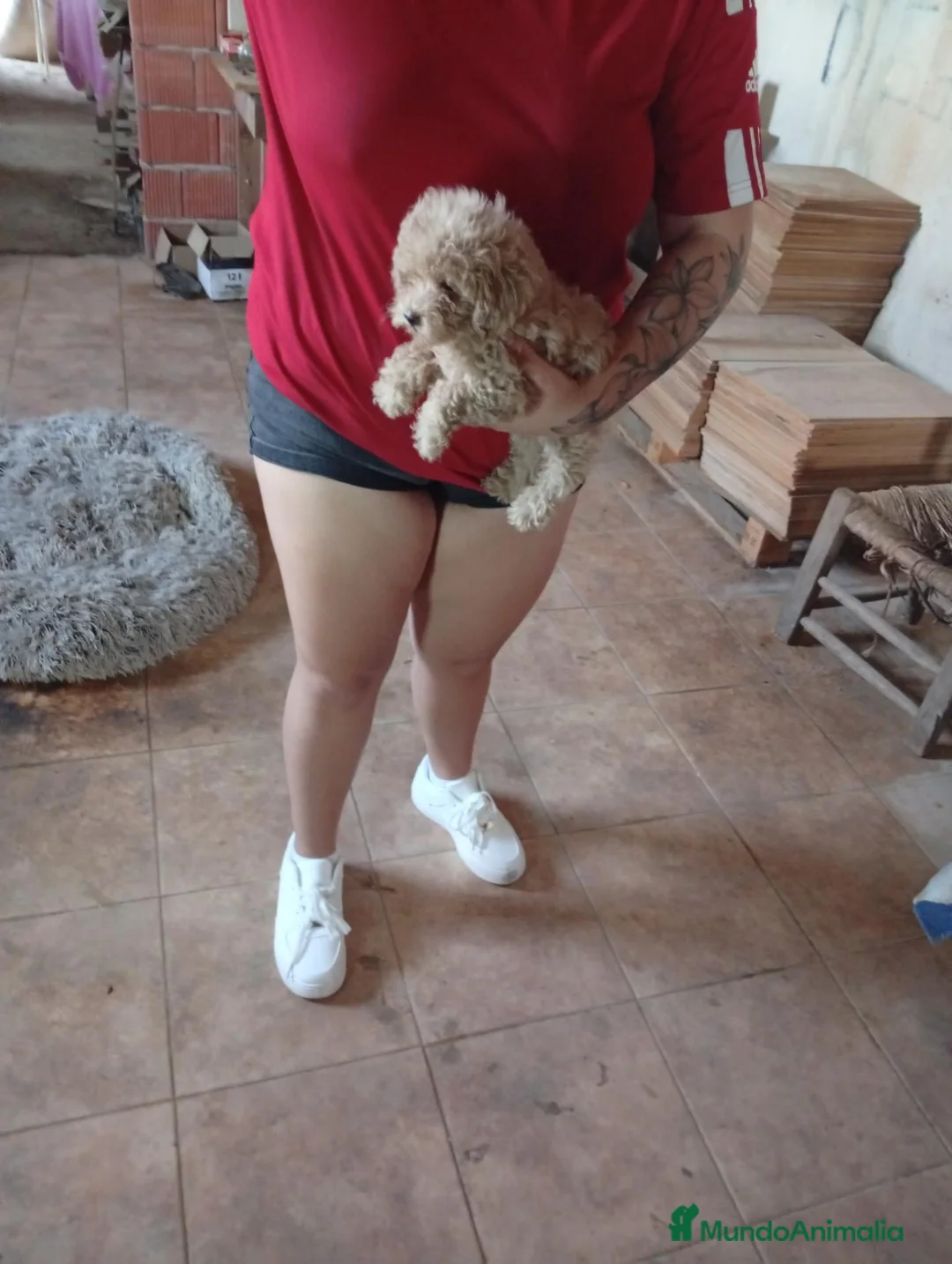Caniche Toy perros en venta: Caniches Toy - Anuncio 2