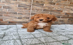 Caniche Toy perros en venta: MACHO ROJO PIMENTÓN  - Imagen 1