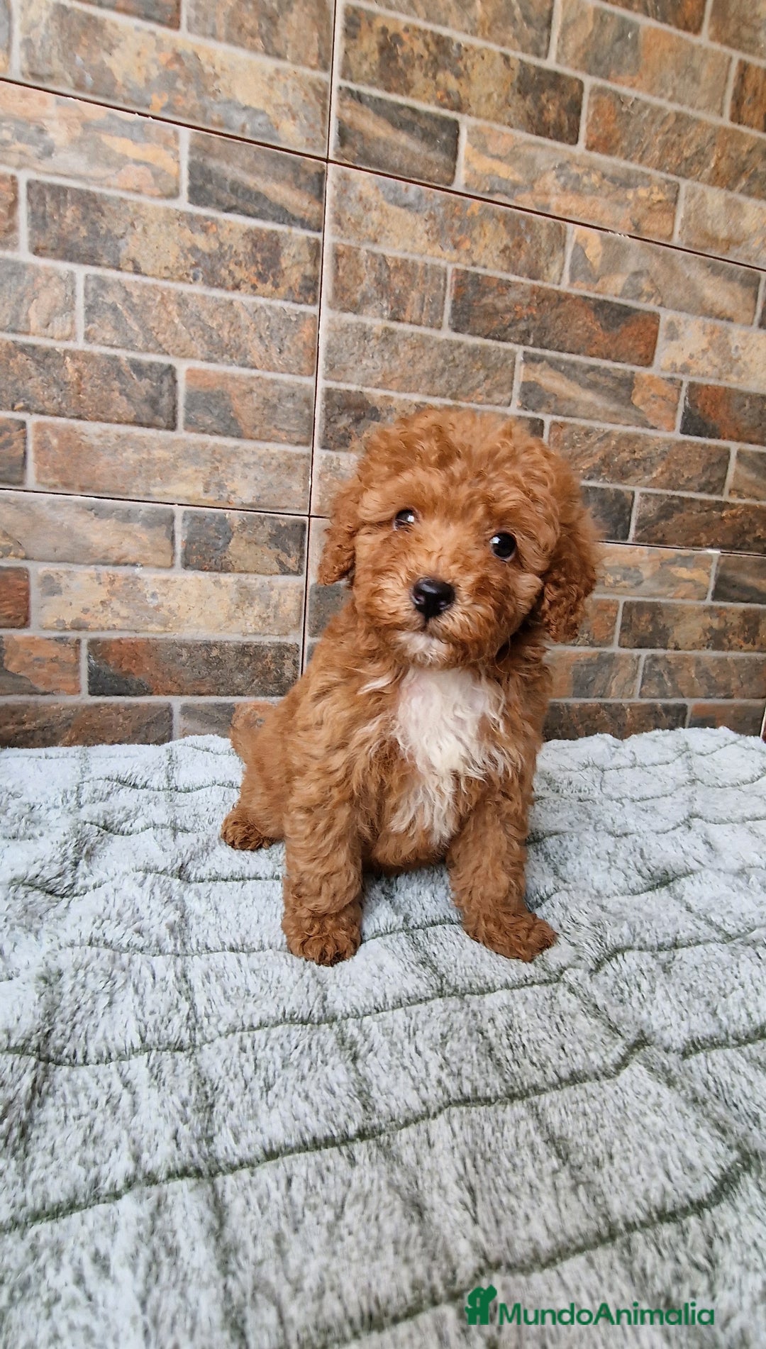 Caniche Toy perros en venta: MACHO ROJO PIMENTÓN  - Imagen 1