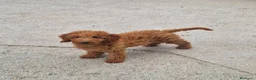 Goldendoodle perros en venta: Goldendoodle - Anuncio 3