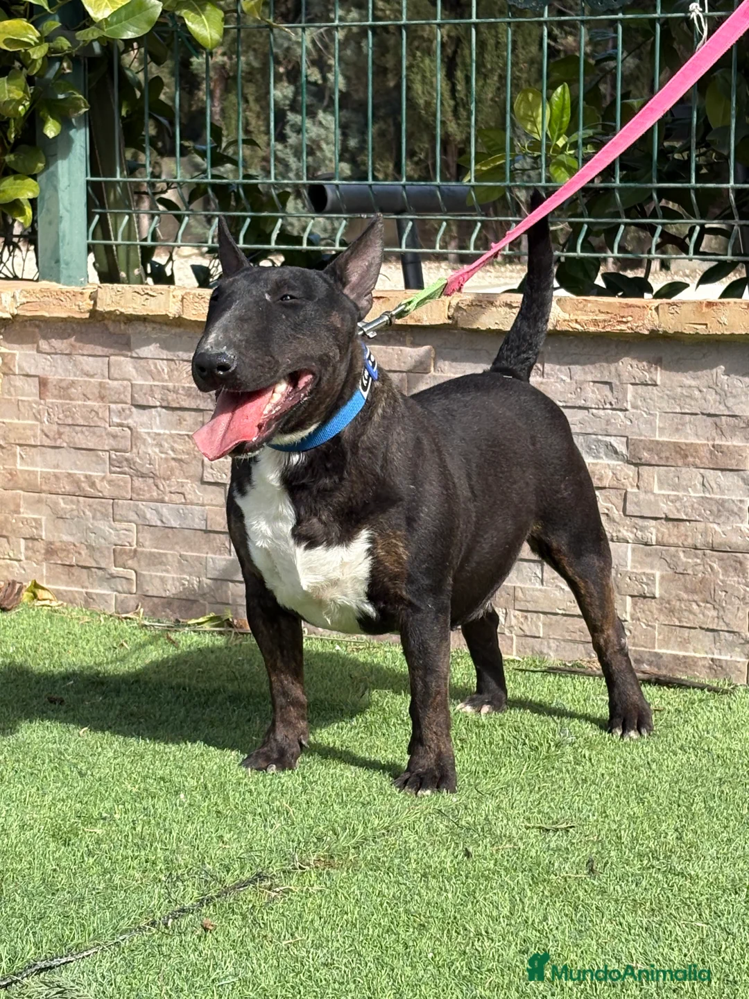Bull Terrier Miniatura perros en venta: Hembra bull terrier mini pedigree  - Anuncio 3