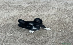 Border Collie perros en venta: Última cachorra de Border collie  - Imagen 1