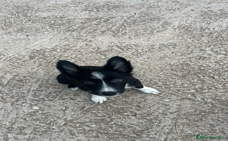 Border Collie perros - Anuncio 1