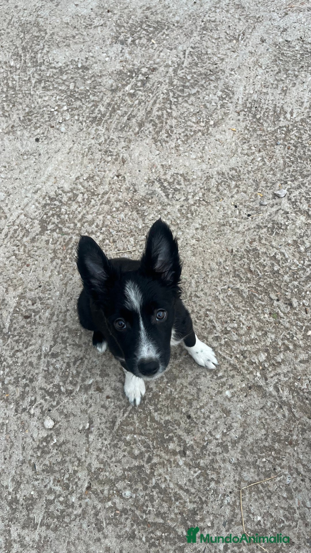 Border Collie perros en venta: Última cachorra de Border collie  - Imagen 1