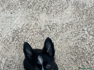Border Collie perros - Anuncio 1