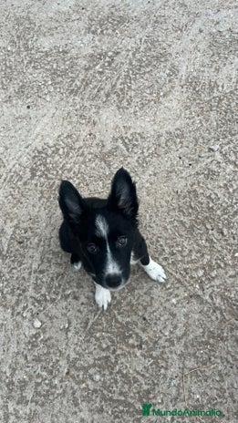 Border Collie perros - Anuncio 1