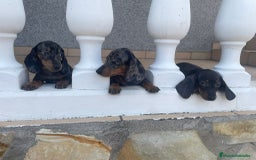 Teckel Miniatura perros en venta: teckel miniatura  - Imagen 1