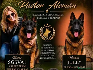 Pastor Alemán perros Espectacular camada de pastor alemán - Anuncio 1