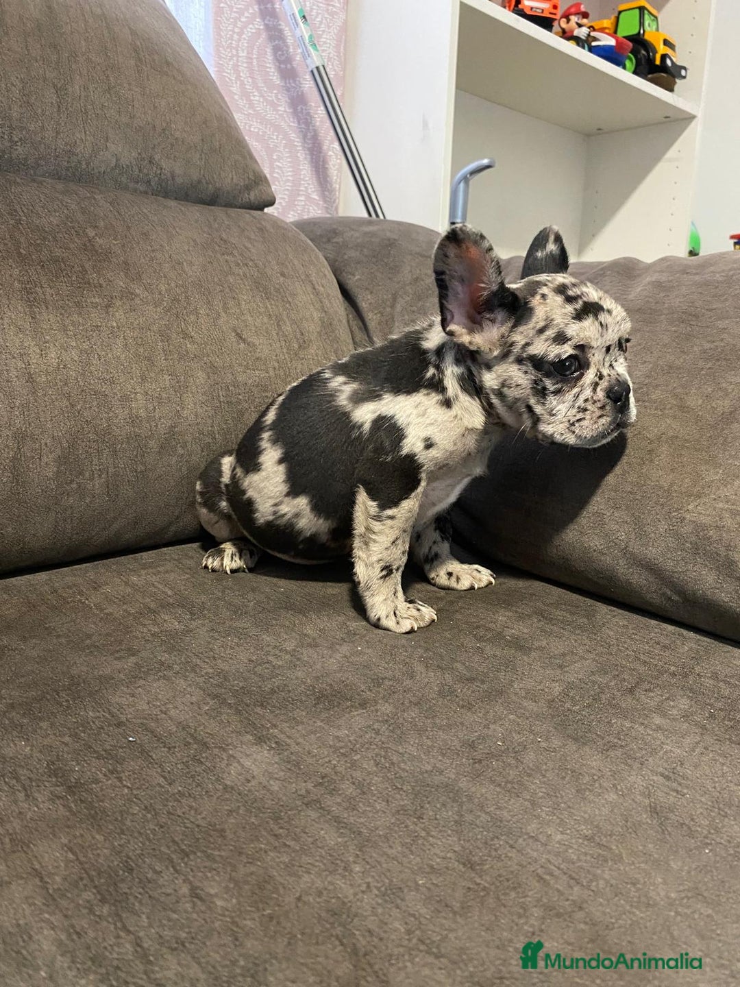 Bulldog Francés perros en venta: Bulldog francés exótico último!! - Anuncio 4