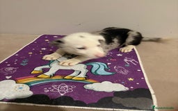 Border Collie perros en venta: Border collie  - Imagen 25
