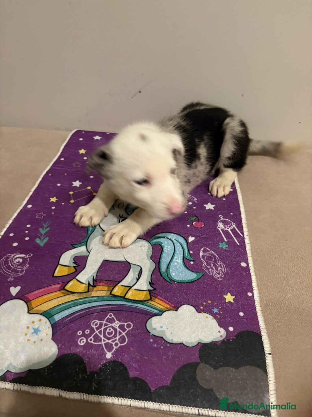 Border Collie perros en venta: Border collie  - Imagen 25