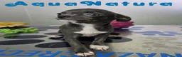 Chihuahua perros en venta: Chihuahua Hembra de Pam y Choco (Ref 4143) - Anuncio 4