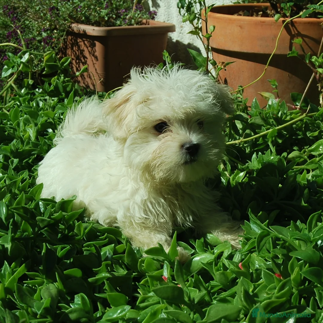 Bichón Maltés perros en venta: BICHON MALTES TOY, ALTO DEL PAGO en Madrid - Anuncio 4