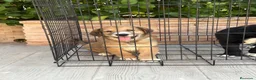Pastor de Asia Central perros en venta: Macho y hembra alabai - Anuncio 8