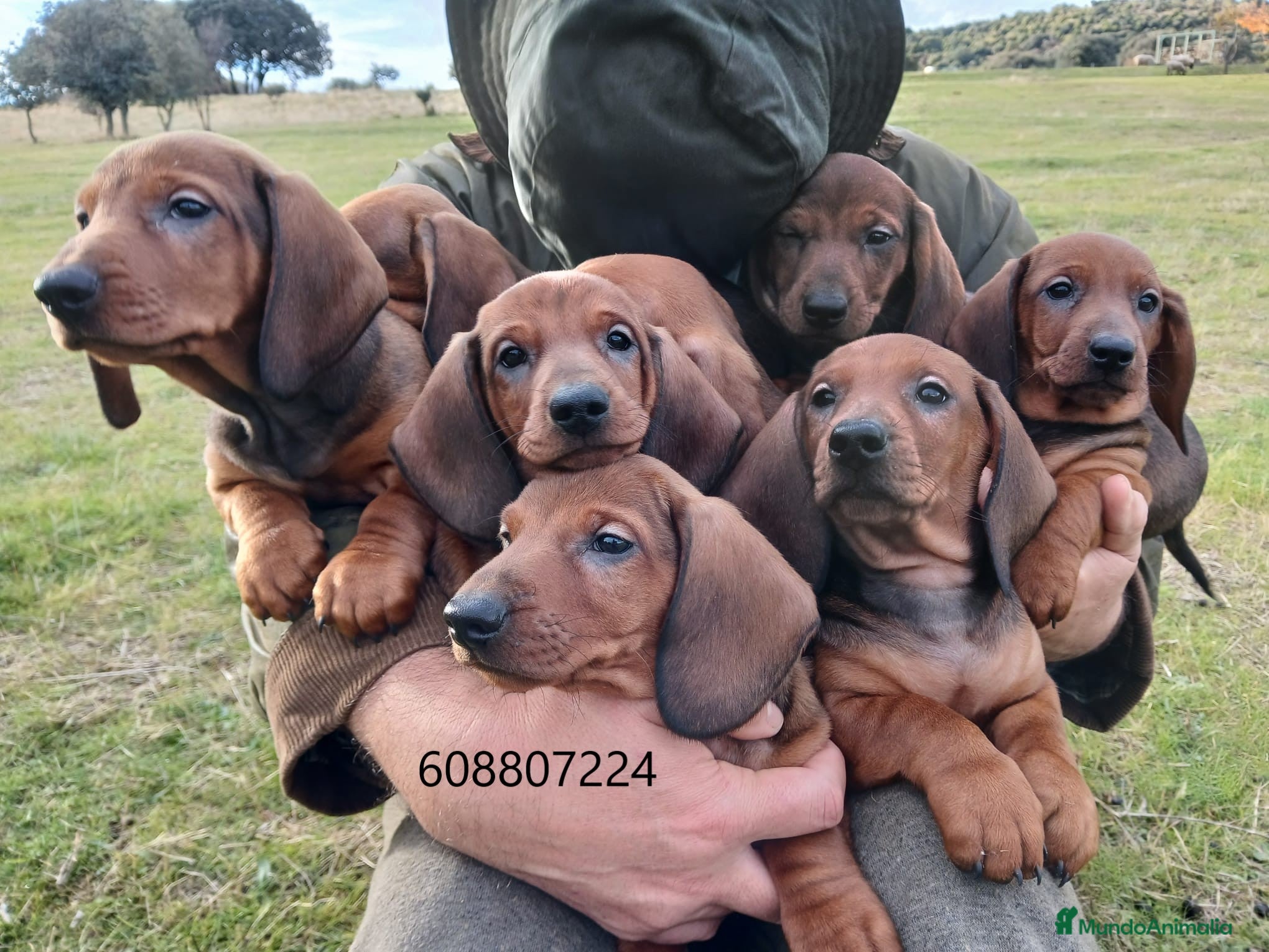 Teckel perros Cachorros Teckel Standard - Anuncio 2