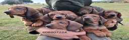 Teckel perros en venta: Cachorros Teckel Standard - Anuncio 1