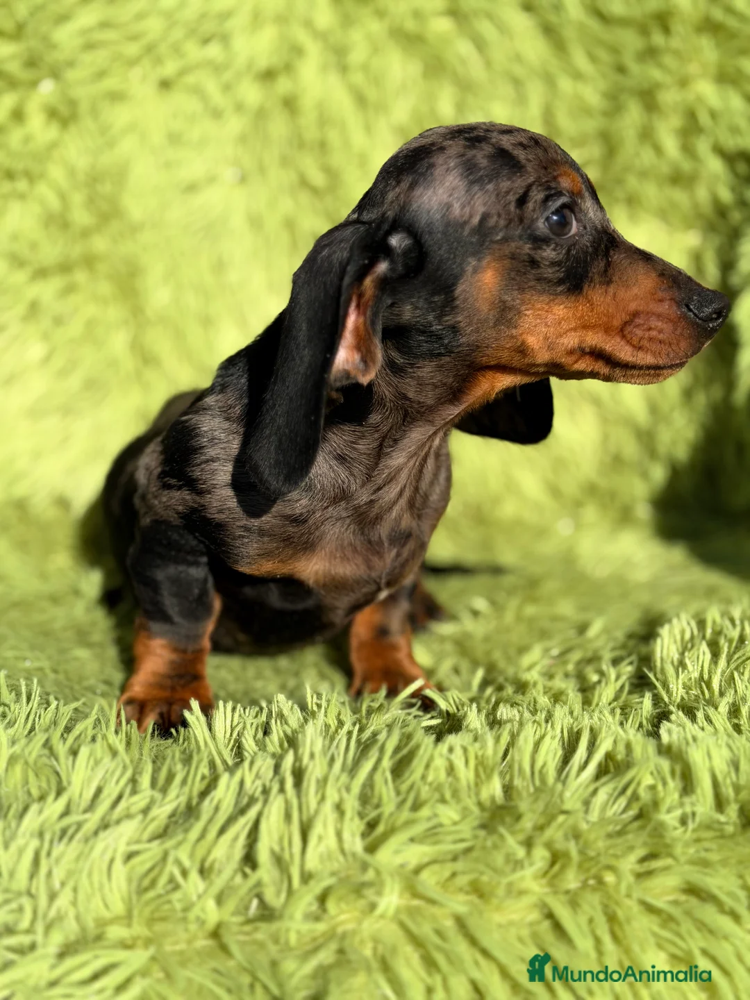 Teckel Miniatura perros en venta: Teckel miniatura Arlequin  - Anuncio 7