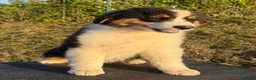 Pastor Australiano perros en venta:  Bahia de Txingudi Pastor Australiano  - Anuncio 11