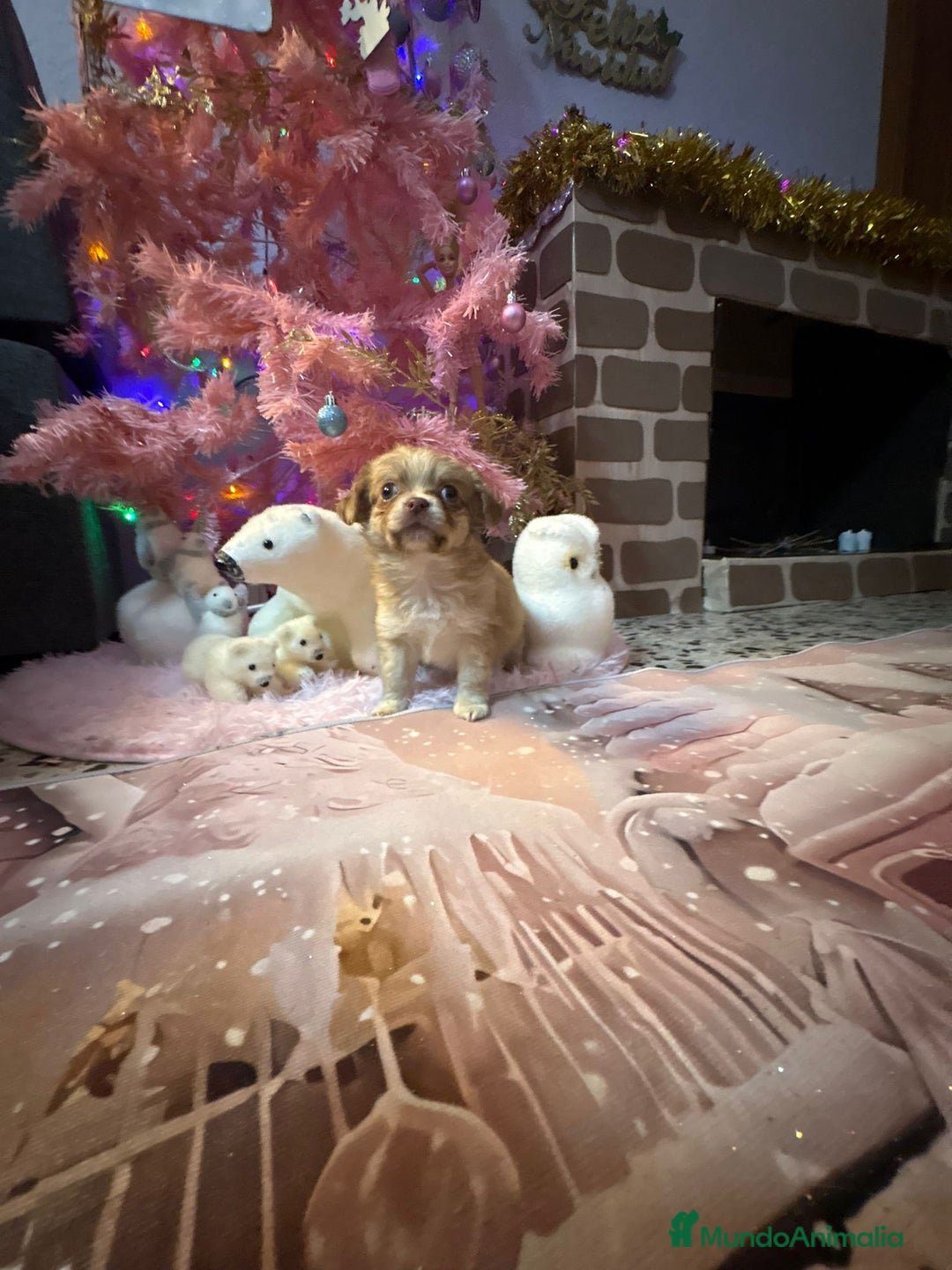 Chihuahua perros en venta: Chihuahua toy pelo largo  - Anuncio 10