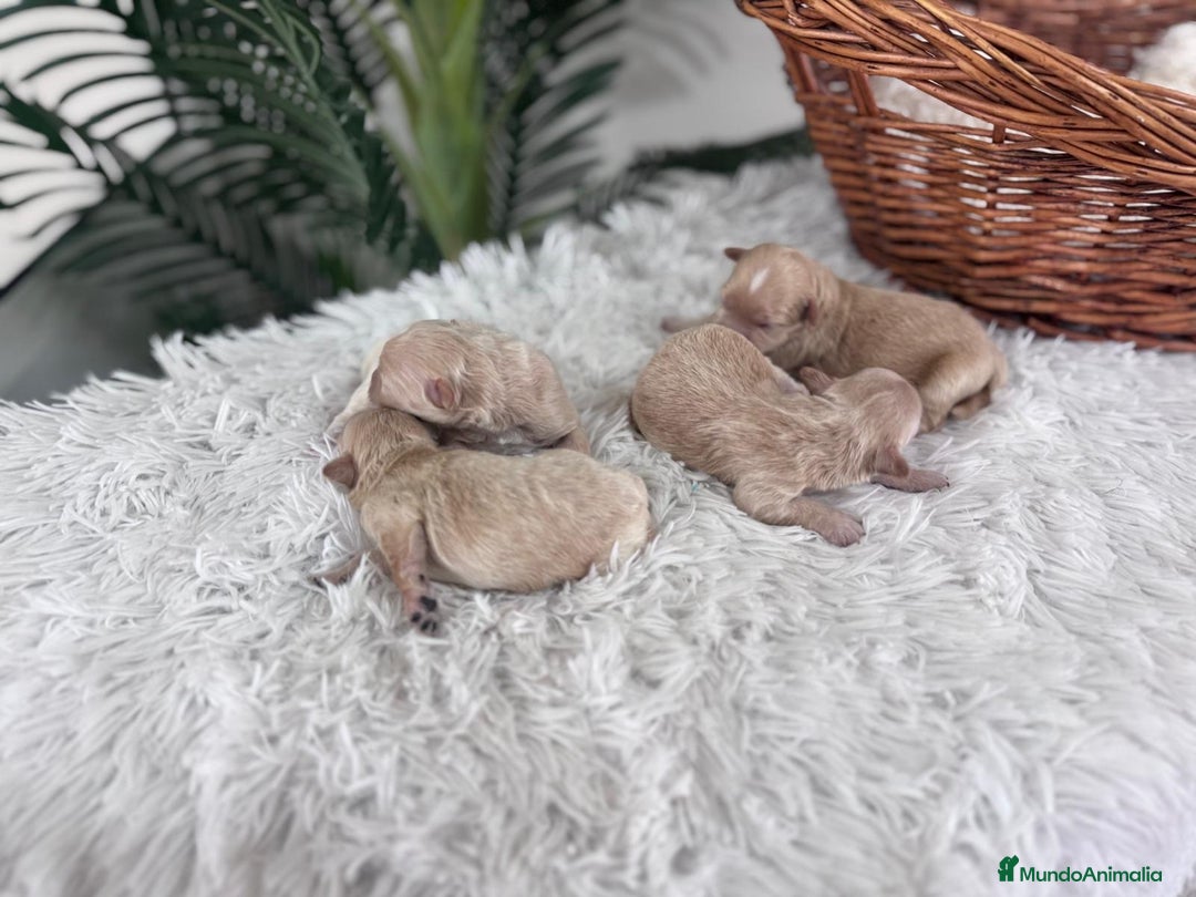 Maltipoo perros en venta: MALTIPOO MACHOS - Imagen 16
