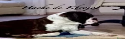 Boxer perros en venta: Boxer - Anuncio 5