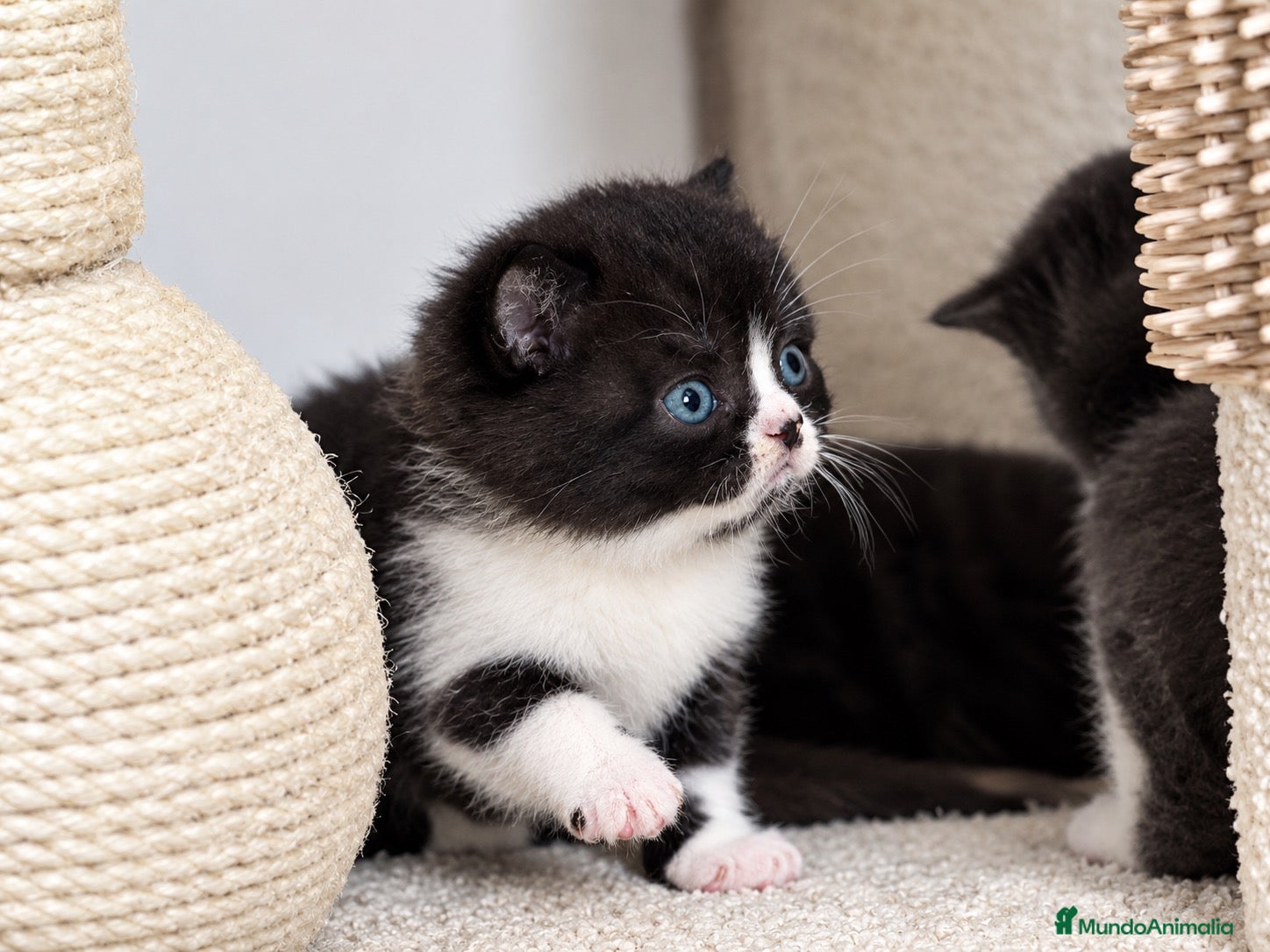 Británico de Pelo Corto gatos en venta: PRECIOSO BRITISH SHORTHAIR BICOLOR NEGRO - Anuncio 1