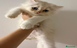 Persa gatos en venta: Gata persa - Imagen 3