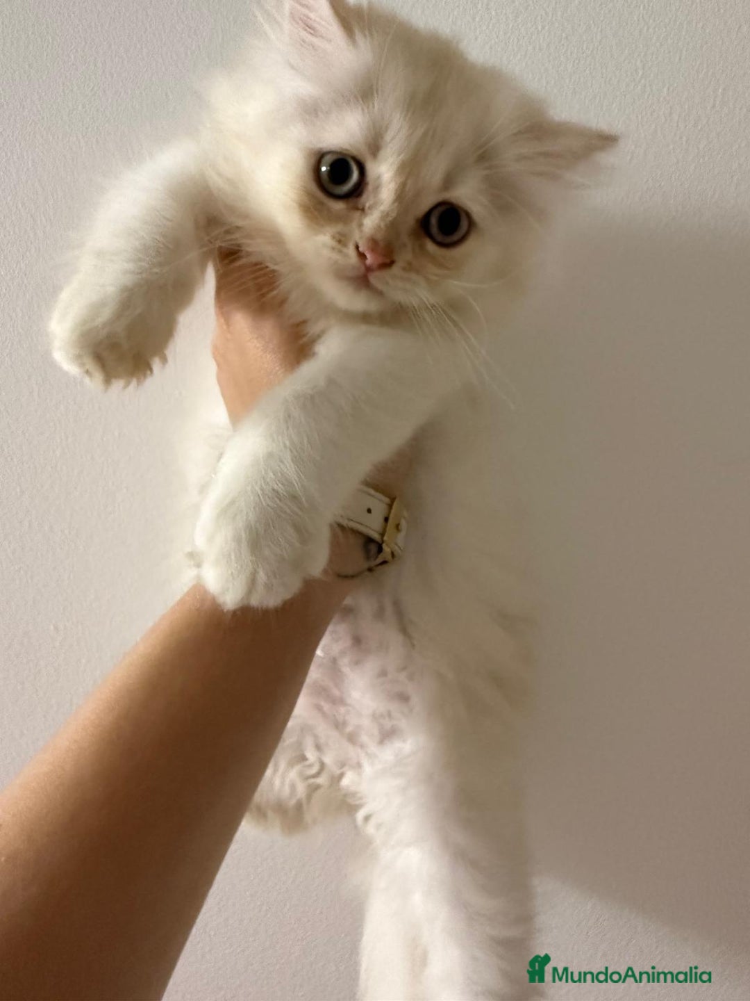 Persa gatos en venta: Gata persa - Imagen 3