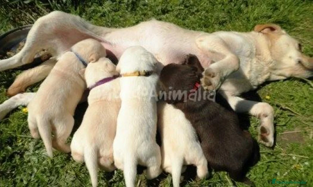 Imagen de galería {{count}}