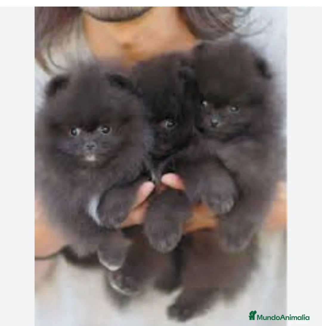 Pomerania perros en venta: Pomerania mini - Anuncio 4