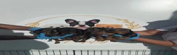 Teckel Miniatura perros en venta: PEQUEÑITAS LLENAS DE AMOR TECKEL ARLEQUIN - Anuncio 3