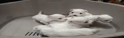 Bichón Maltés perros en venta: Maltes Toy - Anuncio 5