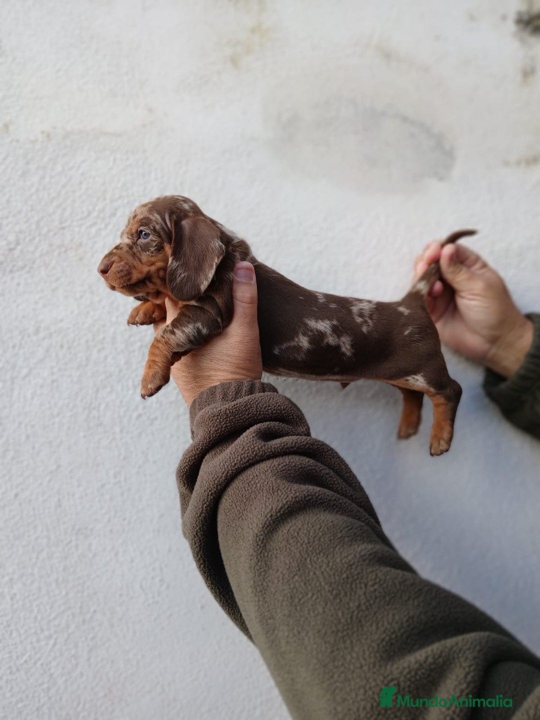 Teckel Miniatura perros en venta: camada teckel arlequín y todos los colores  - Anuncio 8