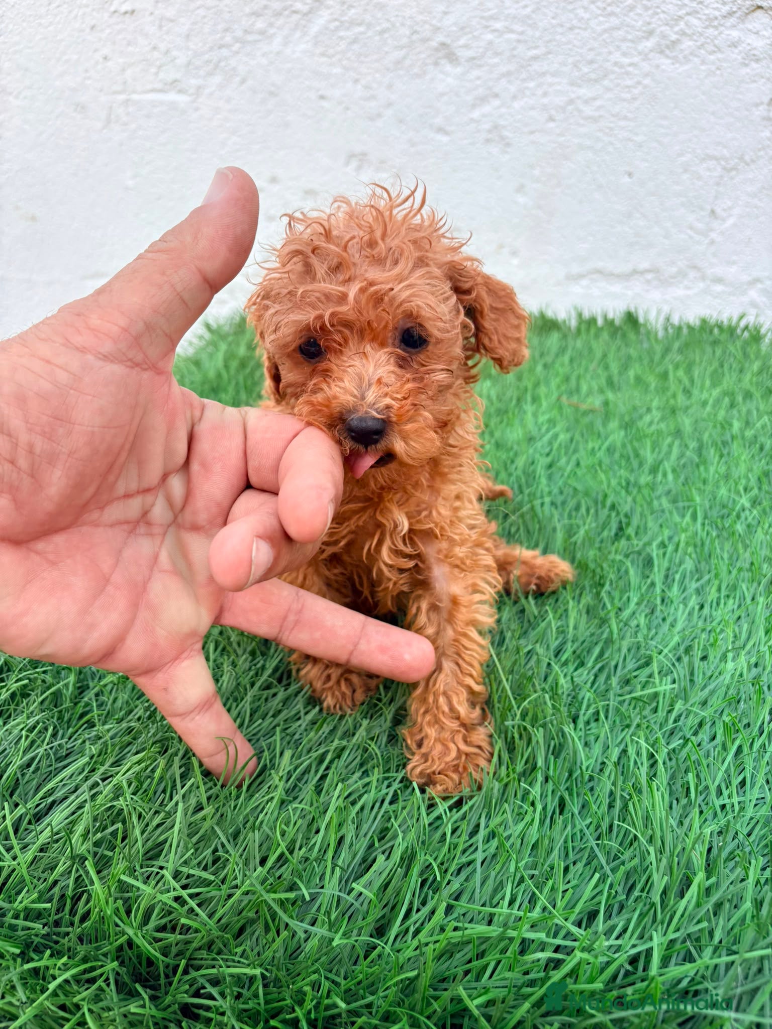 Caniche Toy perros Caniche mini toy  - Anuncio 2