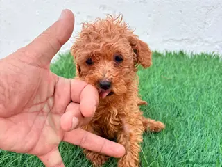 Caniche Toy perros Caniche mini toy - Anuncio 4
