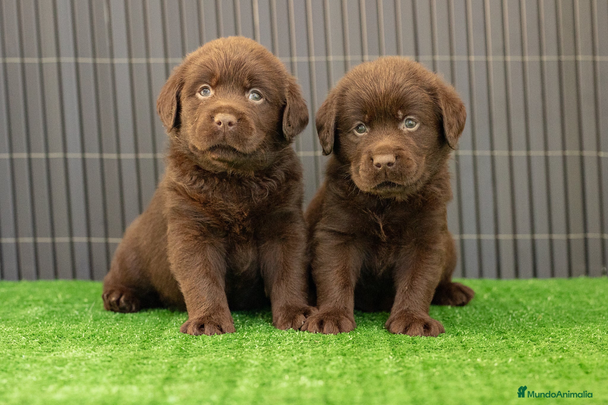 Labrador Retriever perros LABRADOR CHOCOLATE DISPONIBLE - Anuncio 2