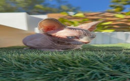Sphynx gatos en venta: GATITAS SPHYNX - Anuncio 19