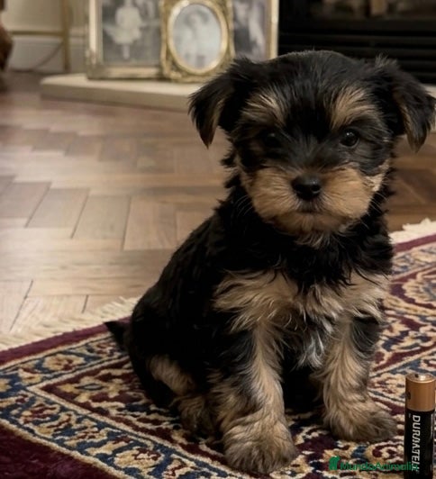 Yorkshire Terrier perros Yorkshire toy - Anuncio 1