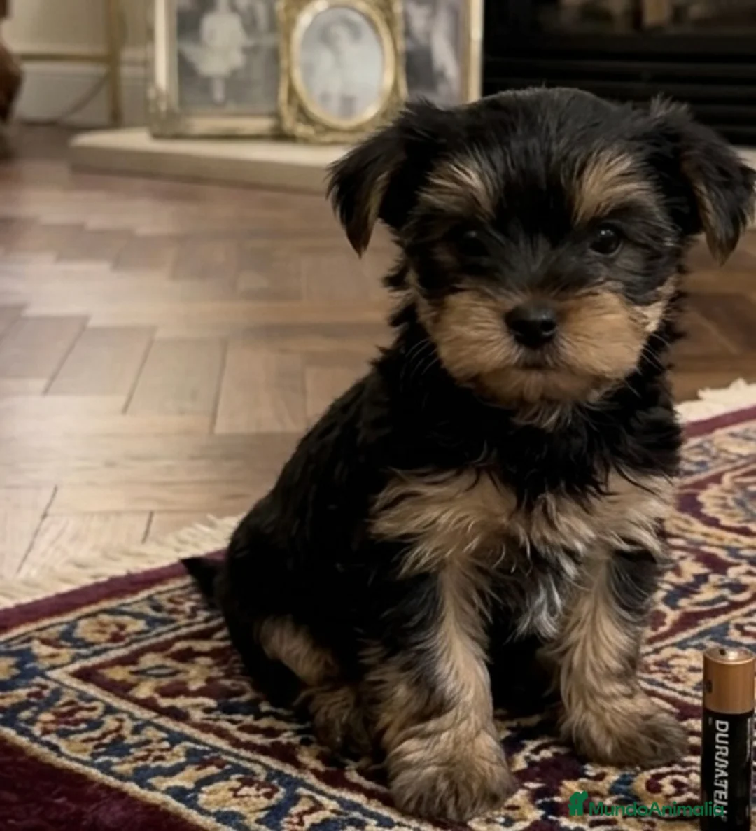 Yorkshire Terrier perros en venta: Yorkshire toy - Anuncio 1