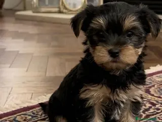 Yorkshire Terrier perros Yorkshire toy - Anuncio 1
