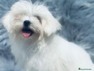 Bichón Maltés perros - Anuncio 27