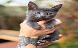 Azul Ruso gatos en venta: Azul ruso - Anuncio 4