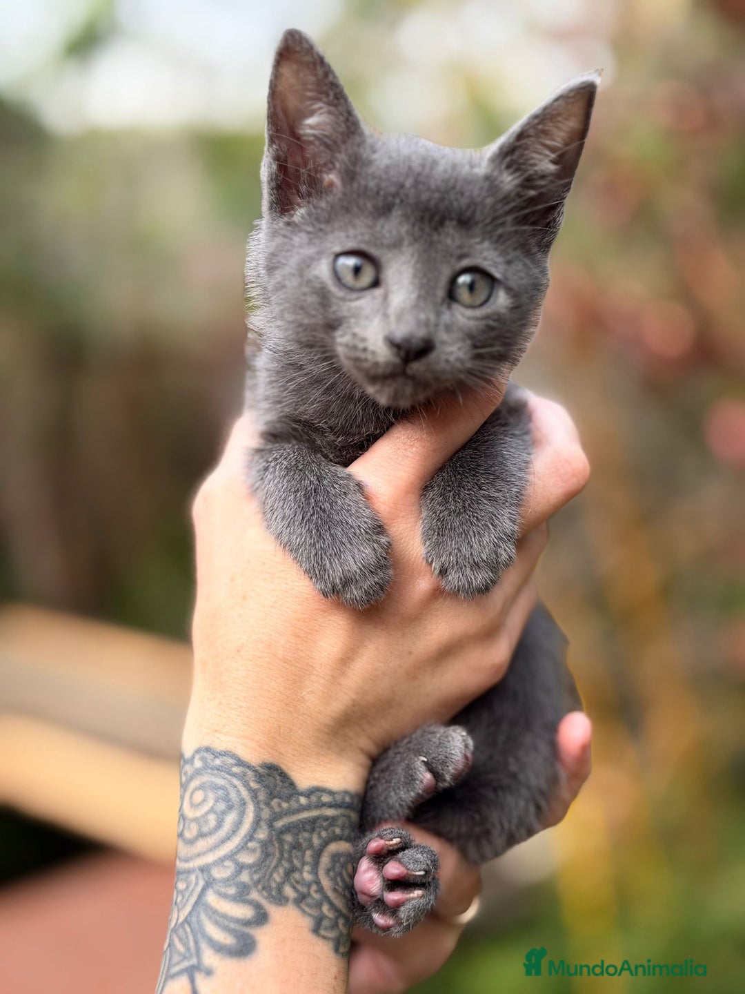 Azul Ruso gatos en venta: Azul ruso - Anuncio 4