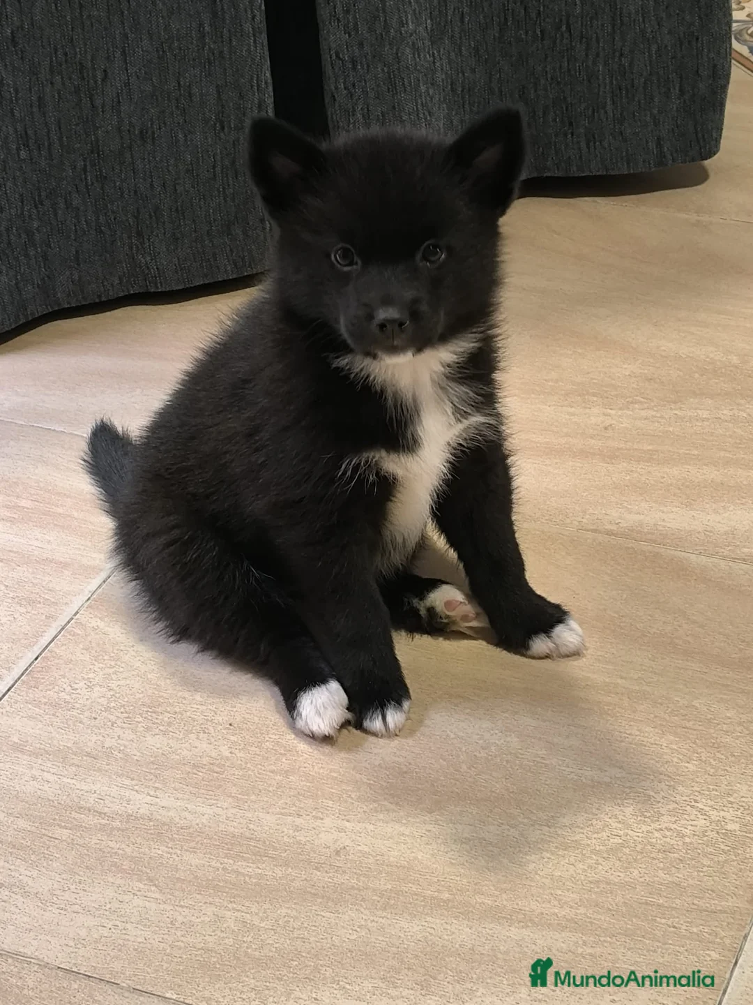 Pomsky perros en venta: Pomosky última hembra !! - Anuncio 2